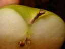 apple apple