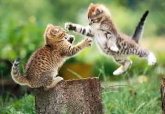 Kitty's fighting
