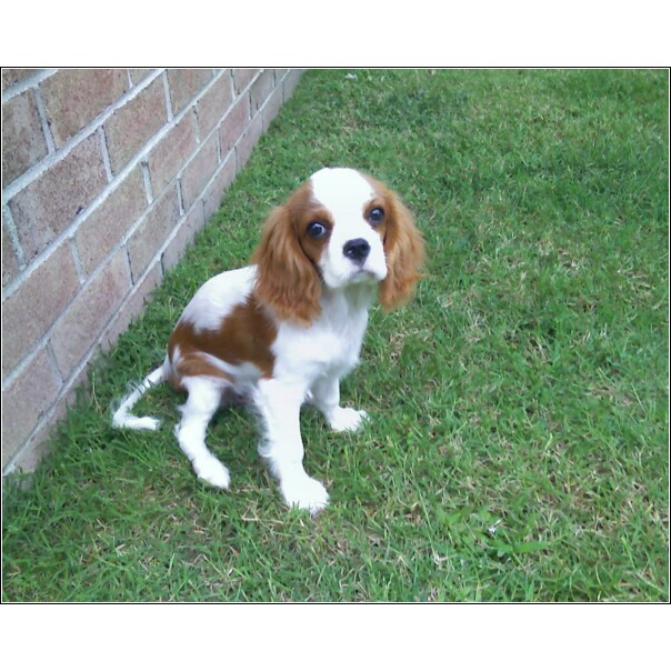 Lacey, the Cavalier King Charles Spaniel