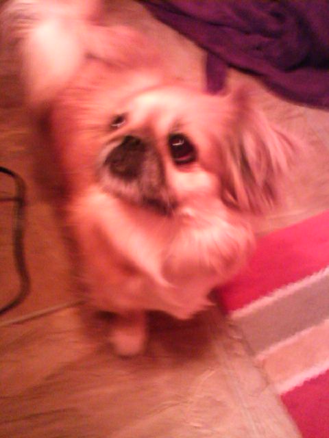 my other dog!