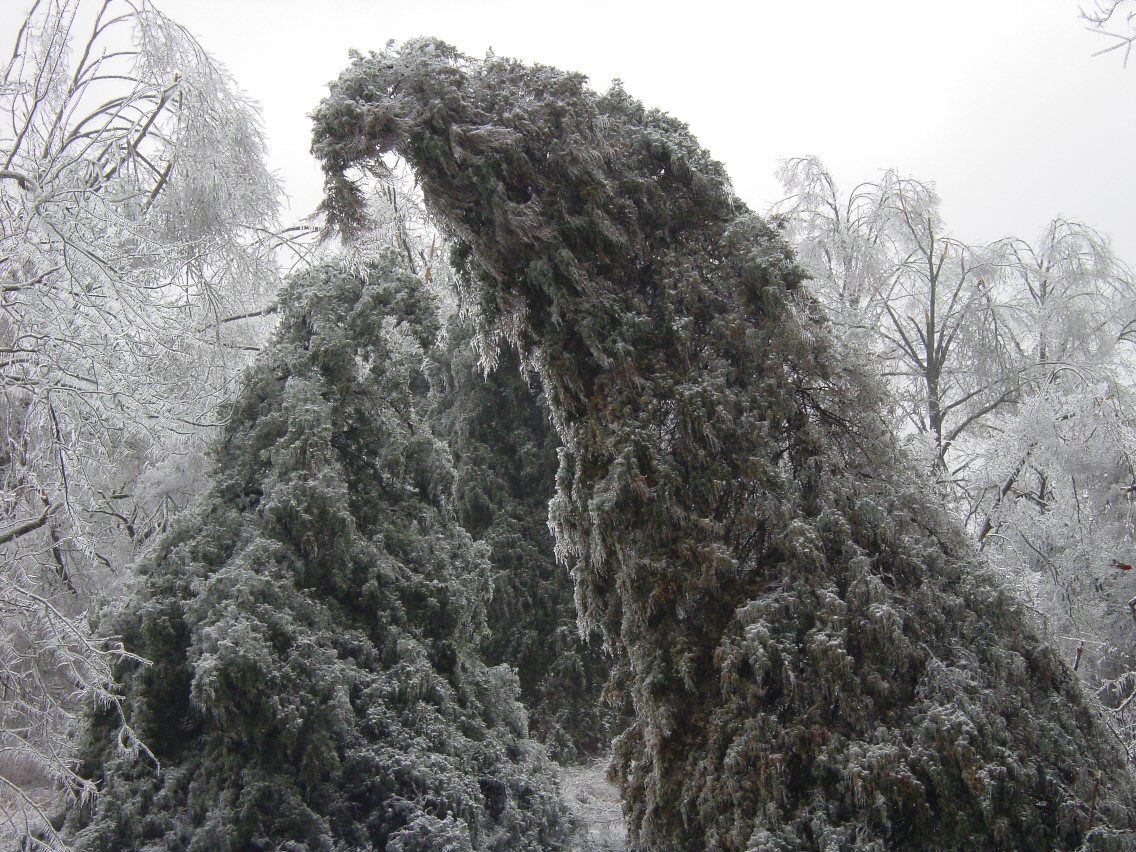 Cedars look like they are asleep.