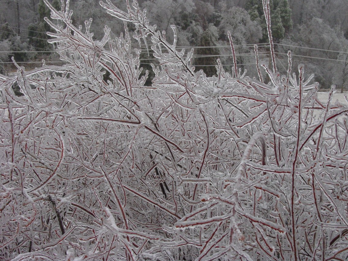 Frozen blueberries.