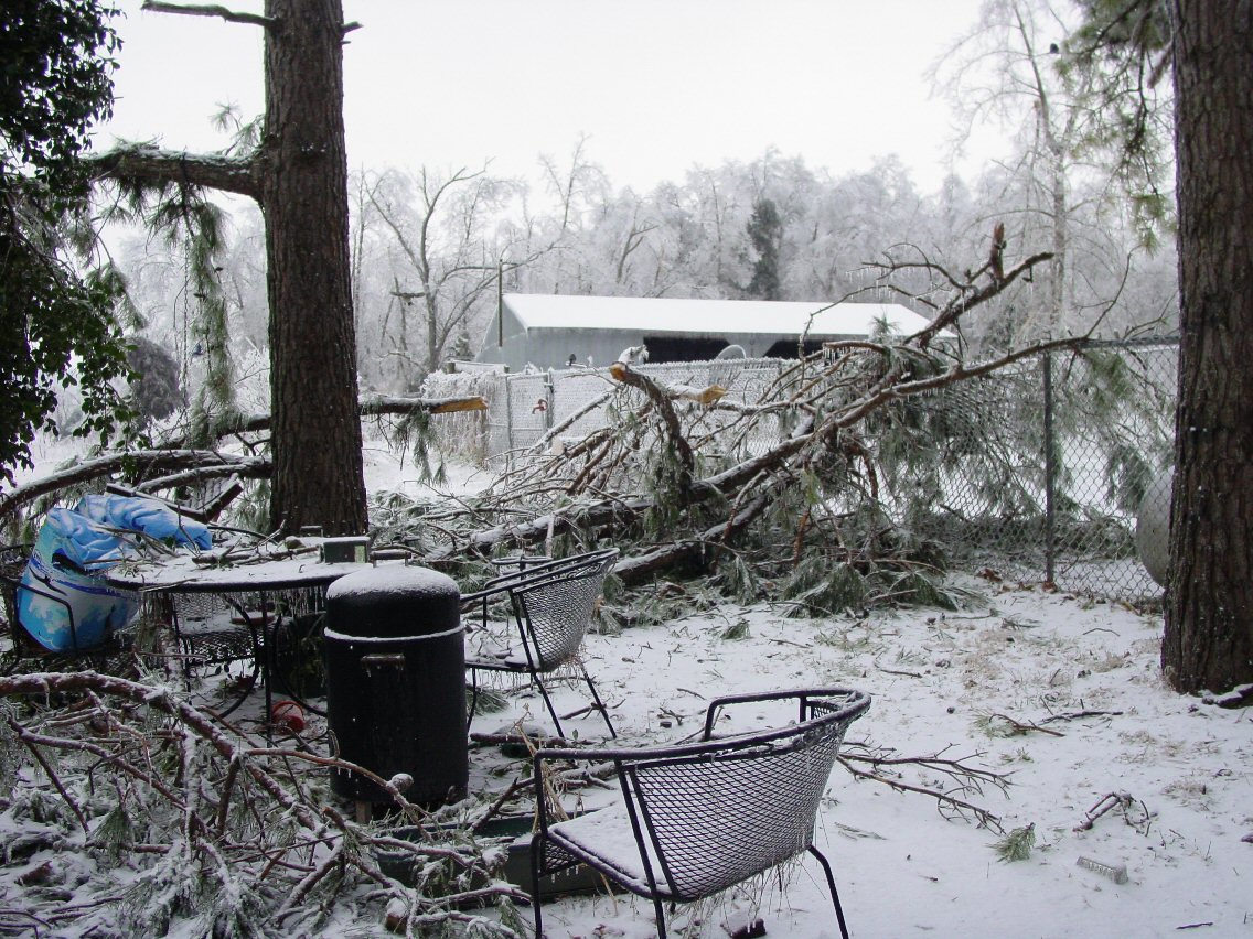 My patio.  And what's left of a large pine tree.