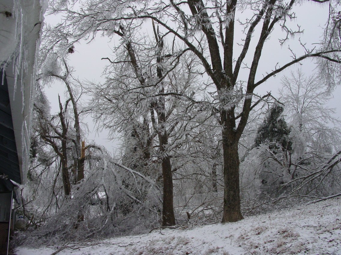 More trees hurting in the backyard.