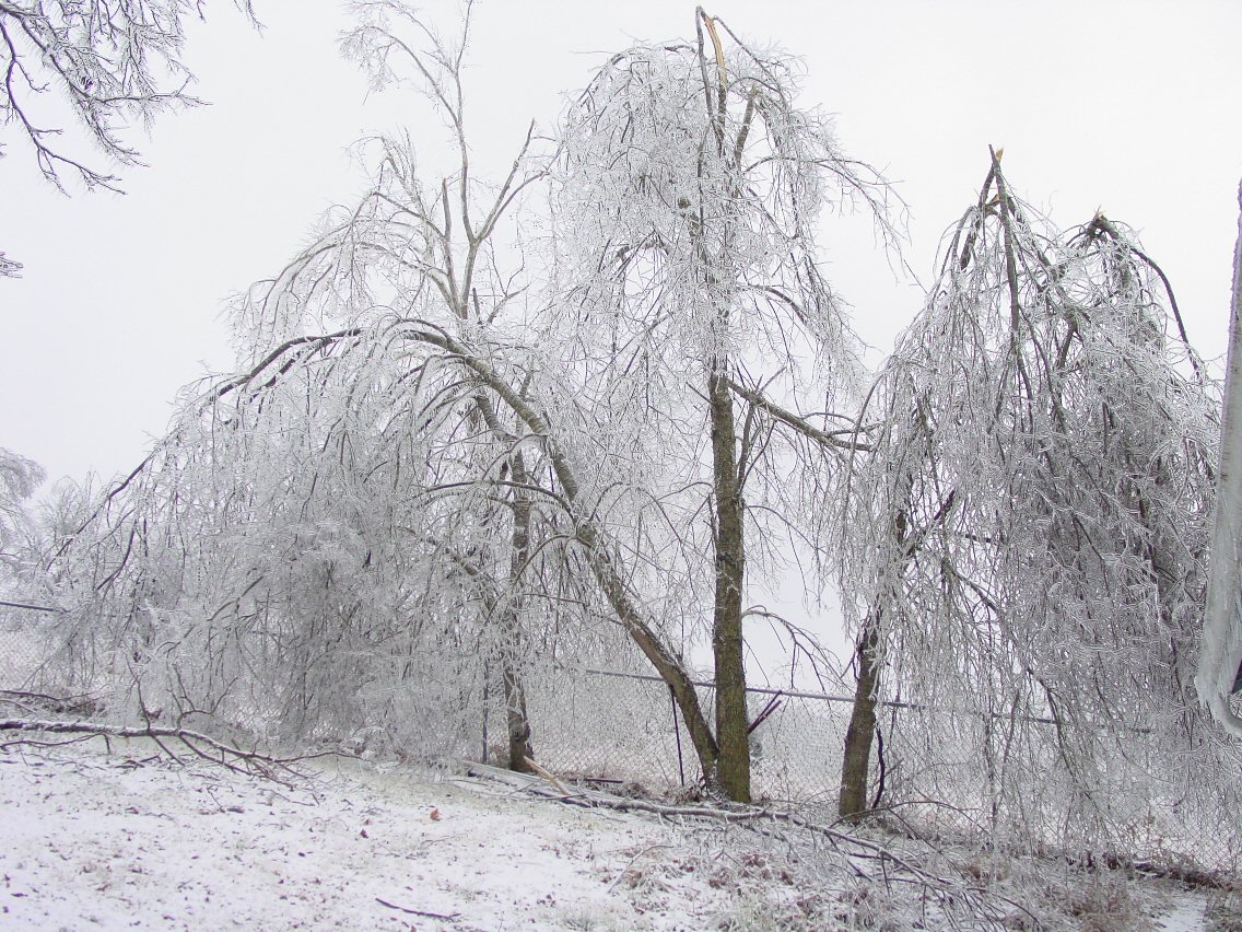 Poor trees along the backyard fence.  That's a 5ft fence