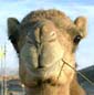 camelflage
