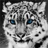 SnowLeopard