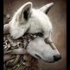 cyber wolf